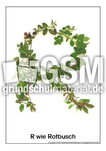 R-wie-Rotbusch.pdf